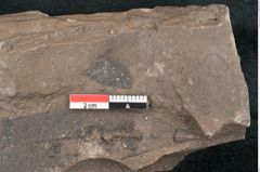 Foto (Detailansicht) von Eucalyptus oceanica Unger (NHMW-GEO-2024-0188-8033)
